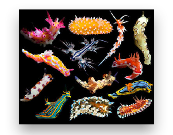 nudibranchs1