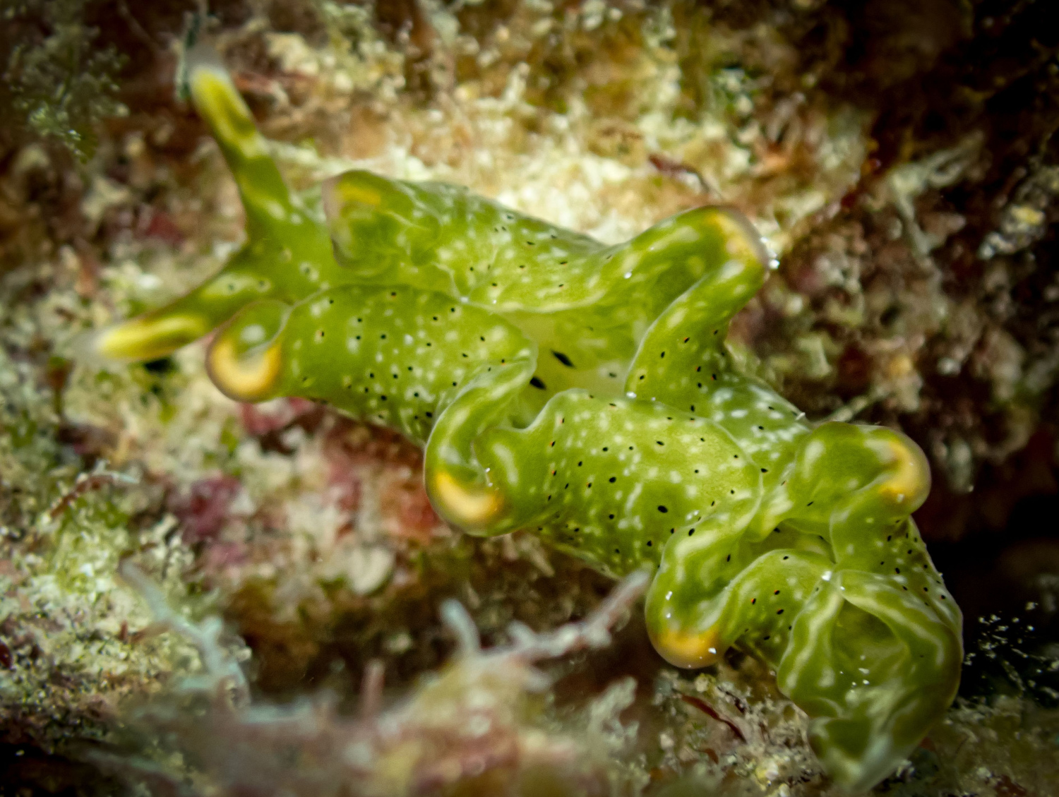 nudibranchs2