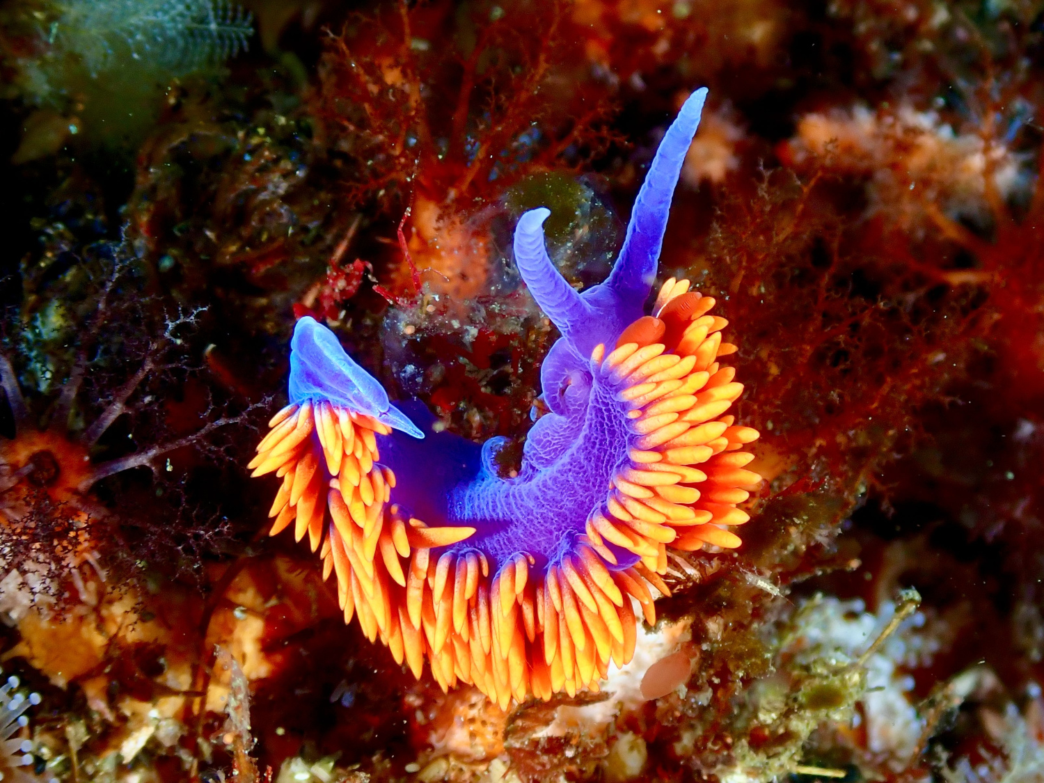 nudibranchs3