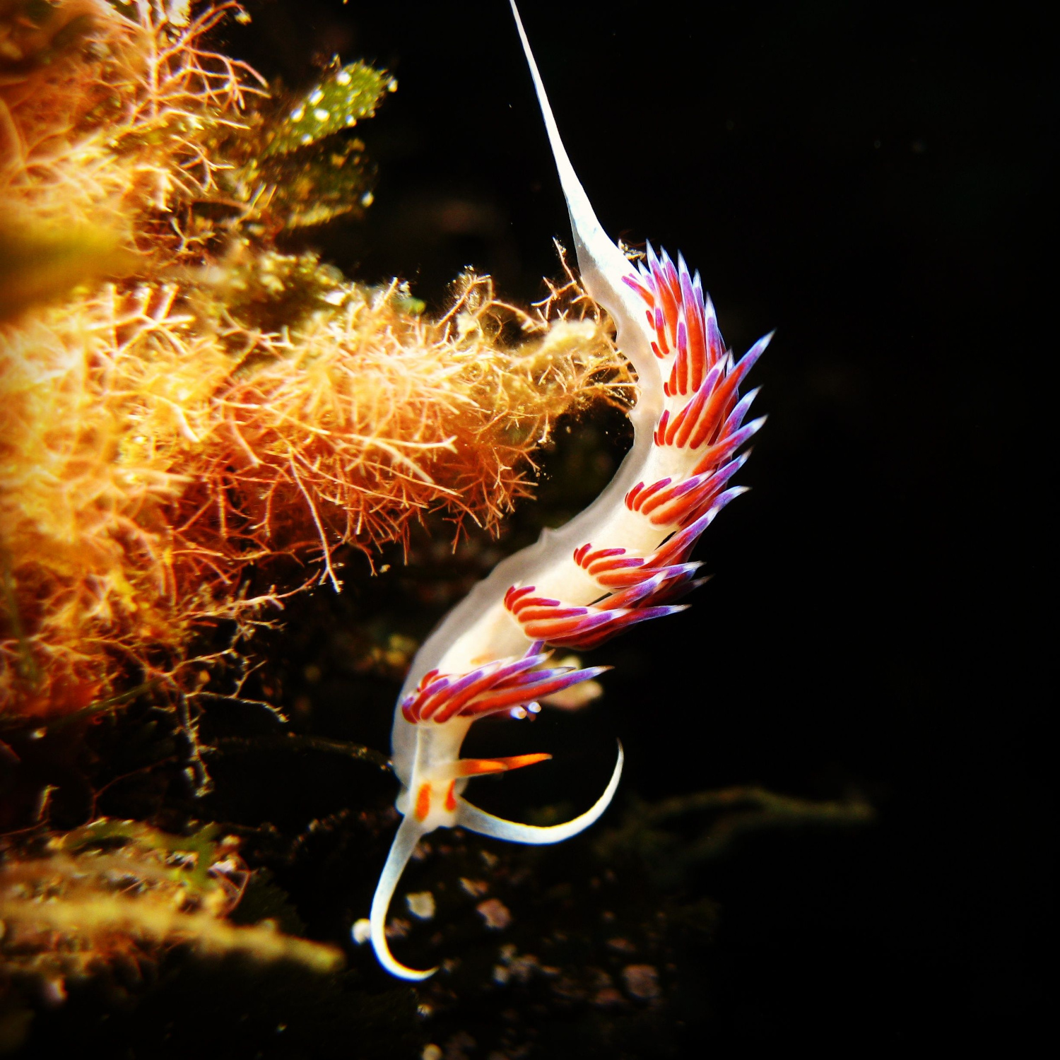 nudibranchs4