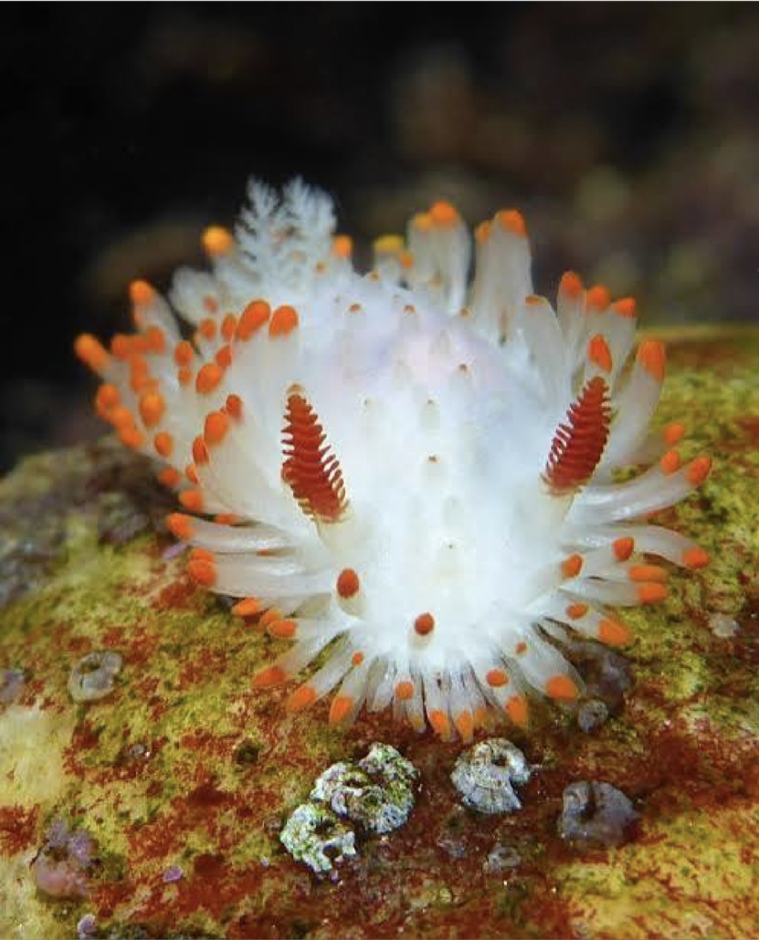 nudibranchs5