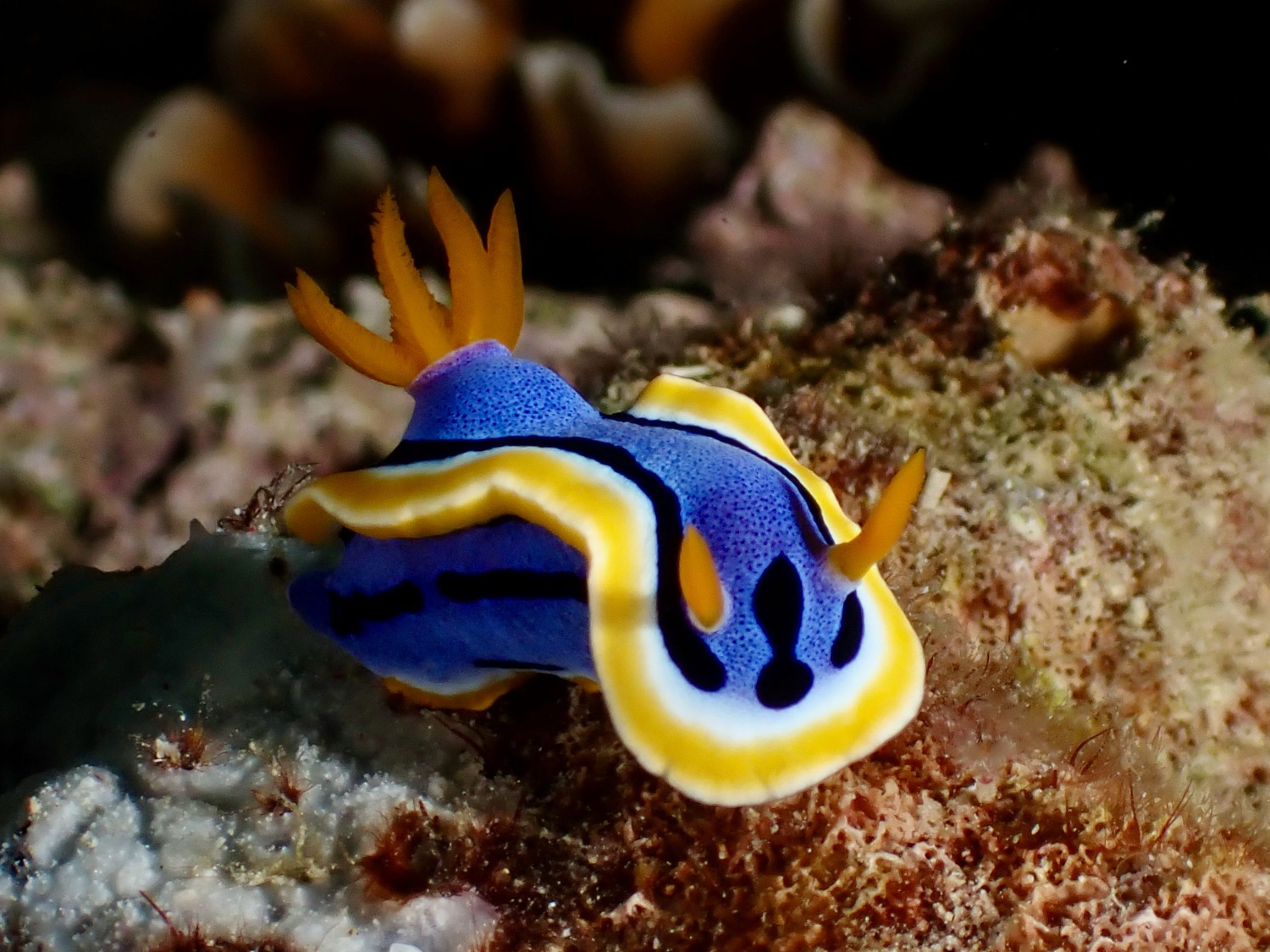 nudibranchs7